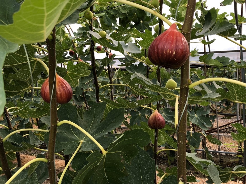 農家直送のいちじく通販｜井村食彩園　イチジク　無花果　通販　みかん　お米　井村食彩園　愛知県