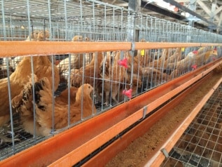 卵通販名古屋コーチン花井養鶏場