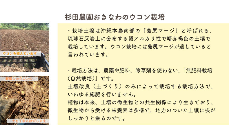 杉田農園おきなわ ウコン 自然栽培 沖縄