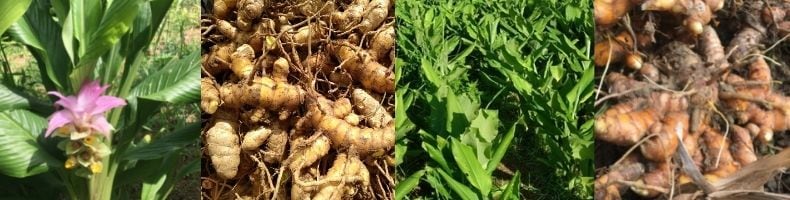 沖縄　自然栽培　春ウコン　農薬不使用　無農薬