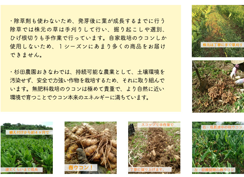 杉田農園おきなわ ウコン 自然栽培 沖縄