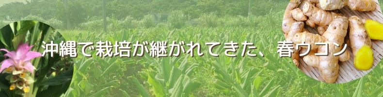 沖縄で栽培が継がれてきた春ウコン