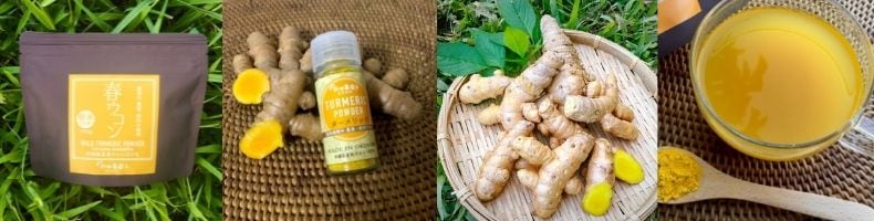 沖縄　自然栽培　ウコン