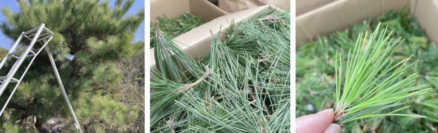 つなまま／九州の松葉を全国に