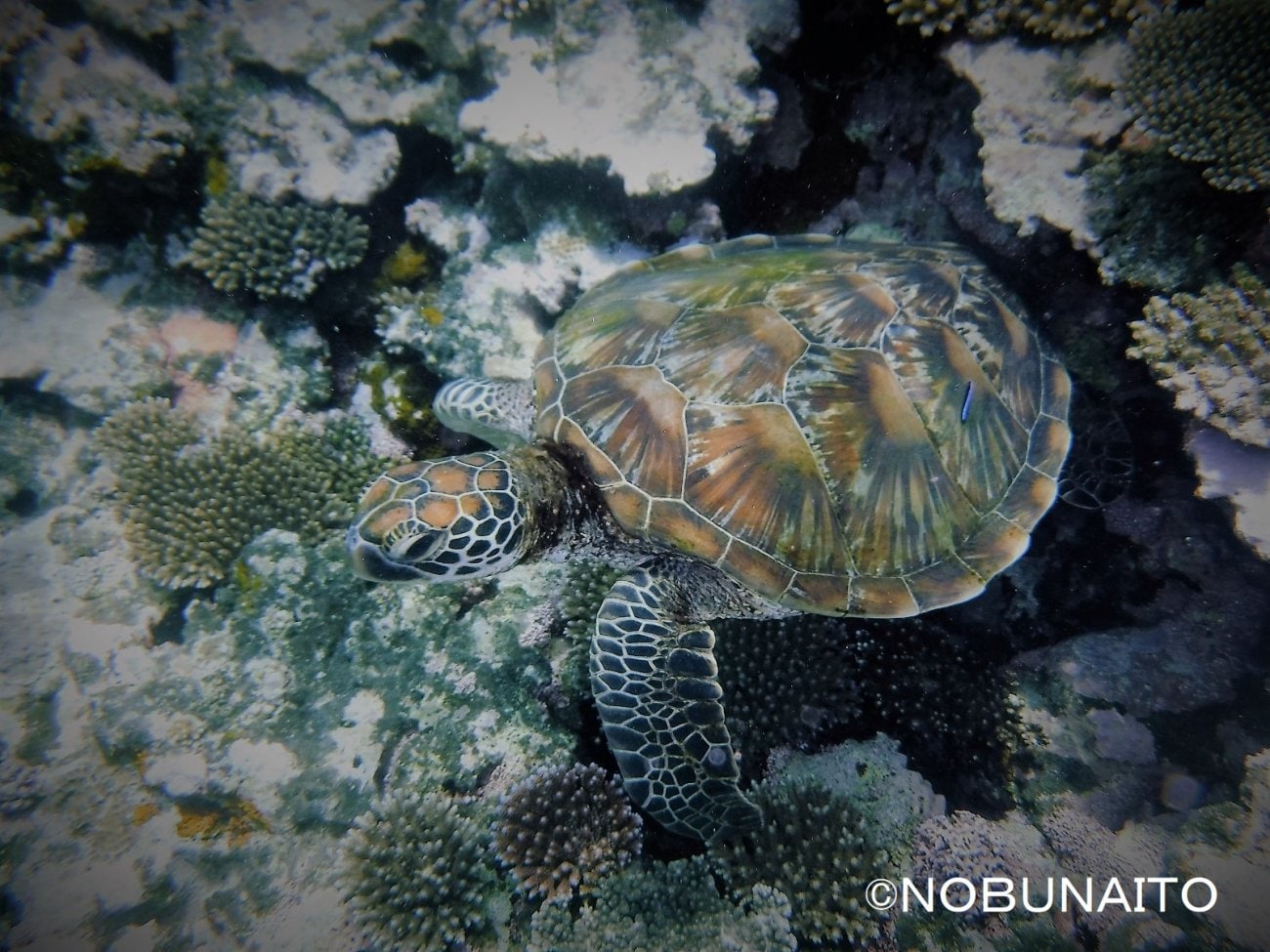 ウミガメお昼寝中
