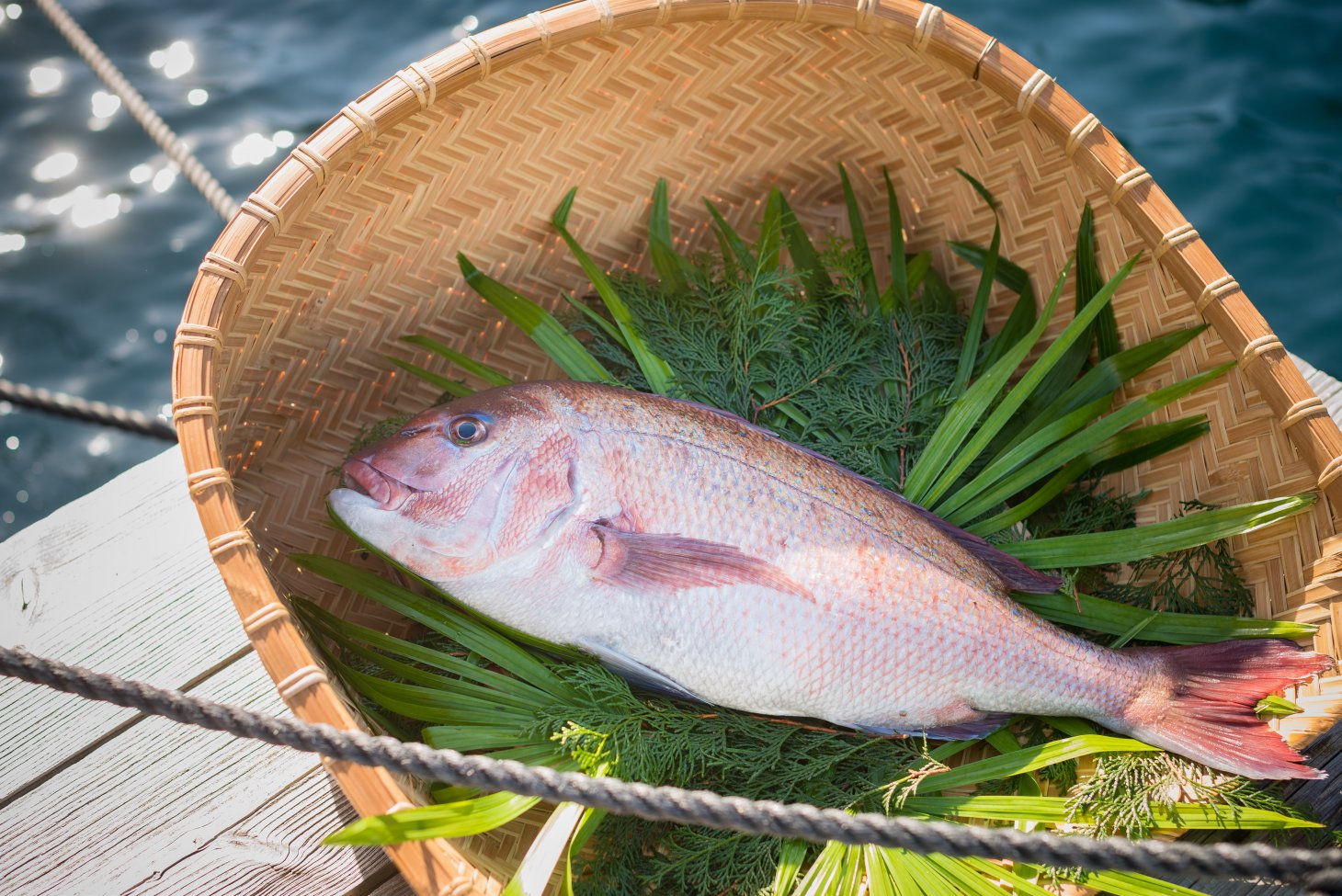 宇和海の幸：真鯛