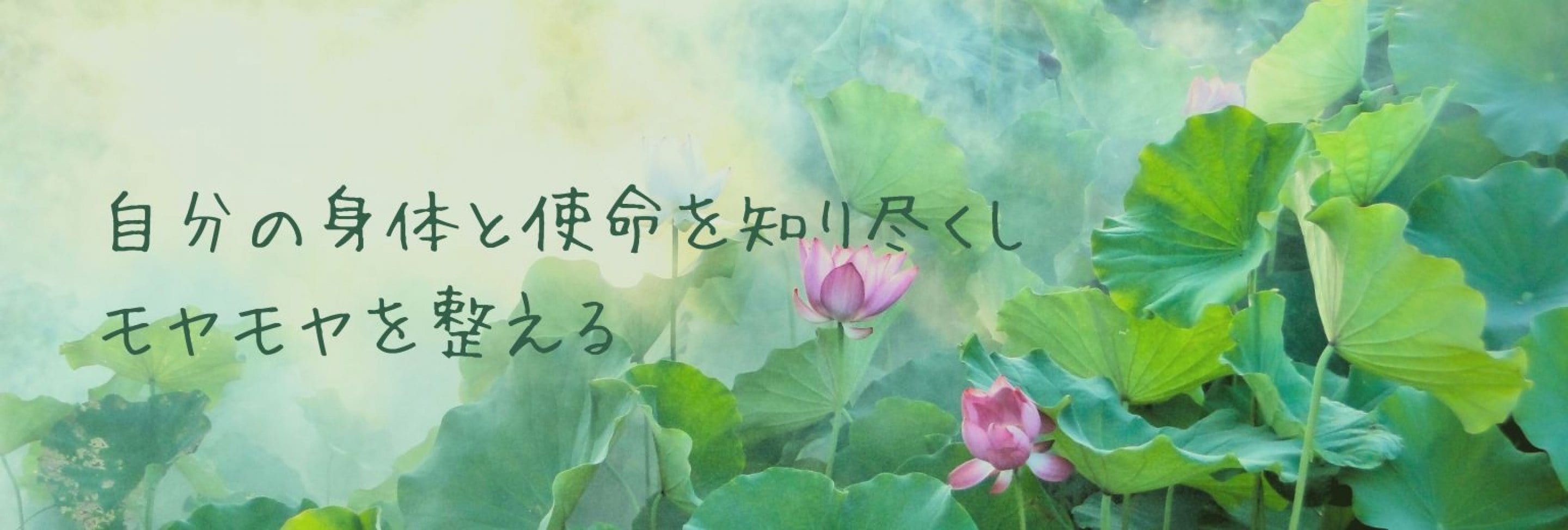 自分の使命を知る　蓮の花