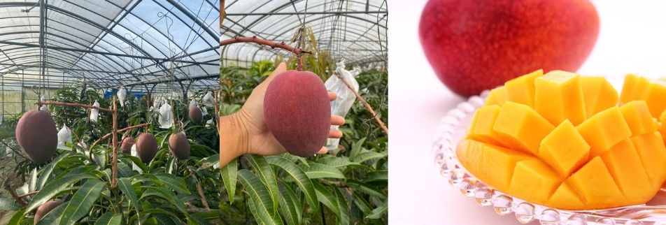 松田農園┃マンゴー・アテモヤ・パッションフルーツ栽培〜無農薬栽培の沖縄トロピカルフルーツ農園〜