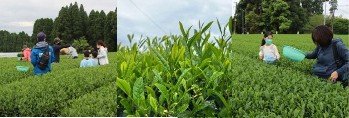 お茶摘み体験