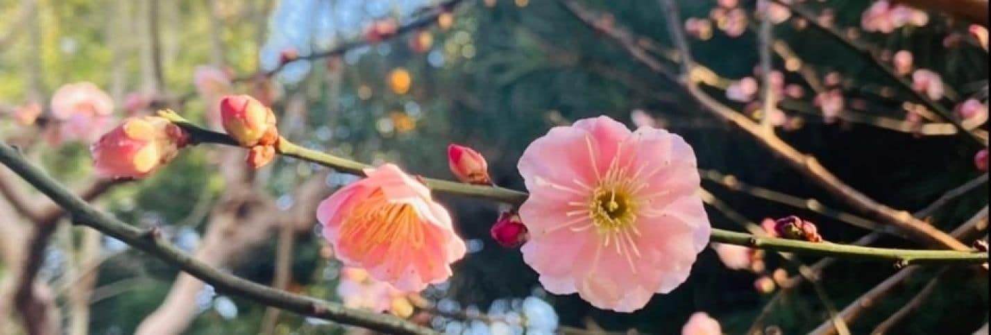 梅津 和美  オフィシャルサイト