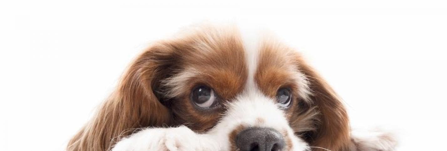 小関　隆/ Dr. Takashi Koseki