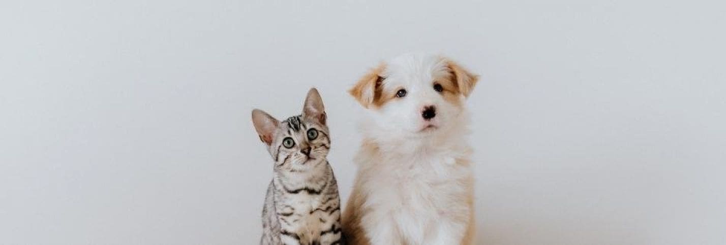 犬猫の健康寿命を伸ばす医療サービス