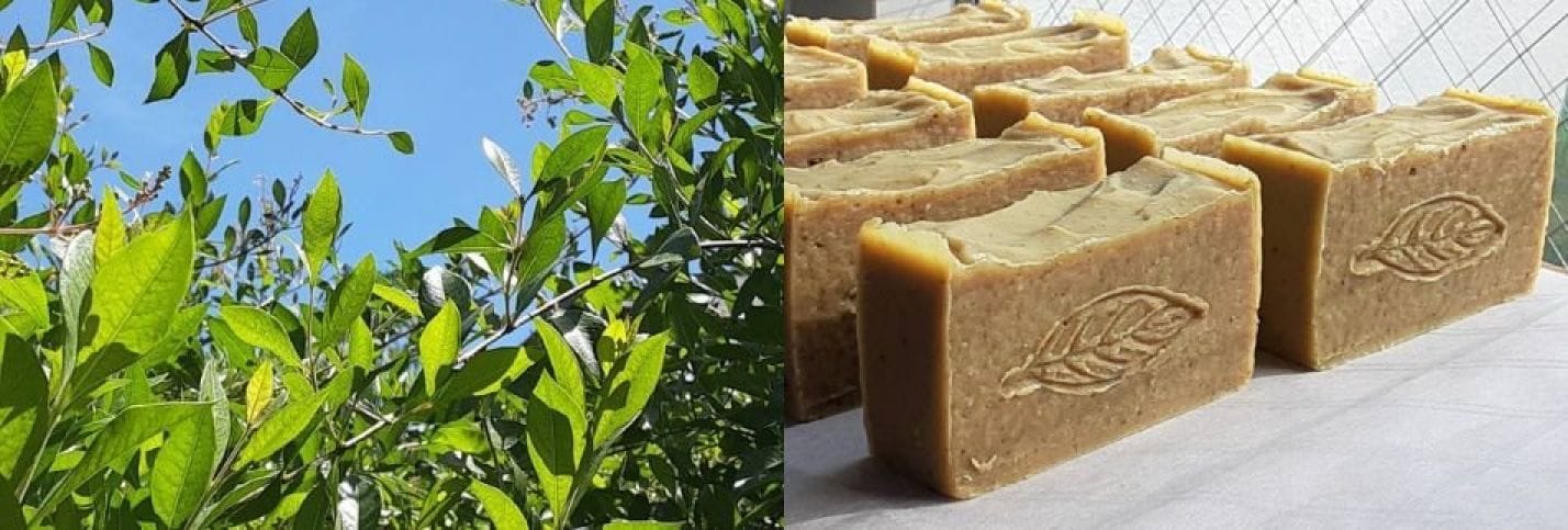 Naturesounds-okinawa-|生葉ヘナトリートメント