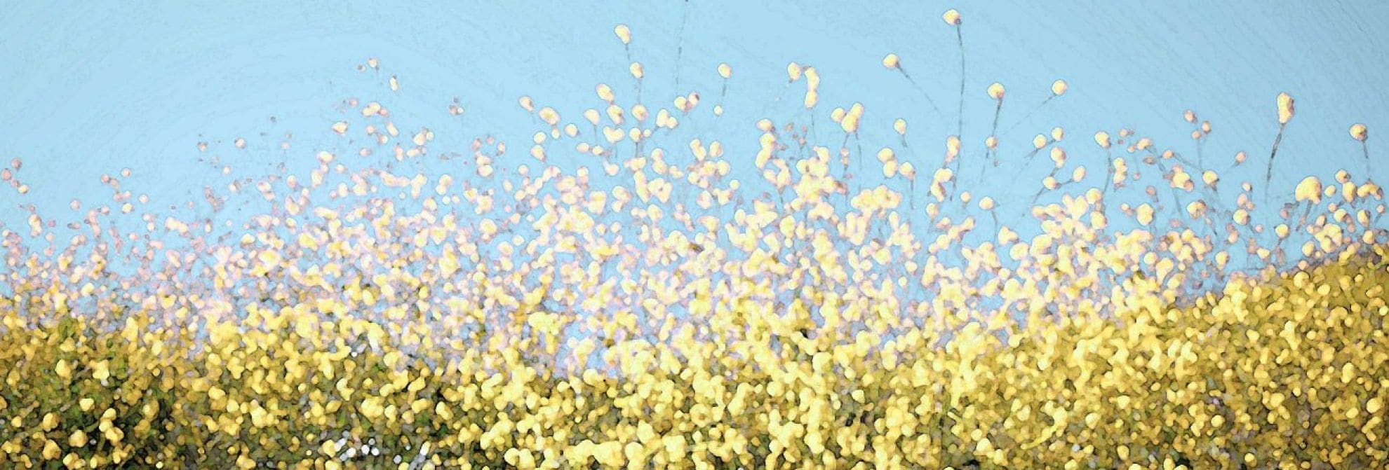 Herbal Medicin  薬草