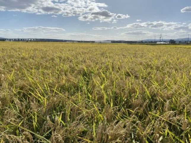ひかり餅中村本舗