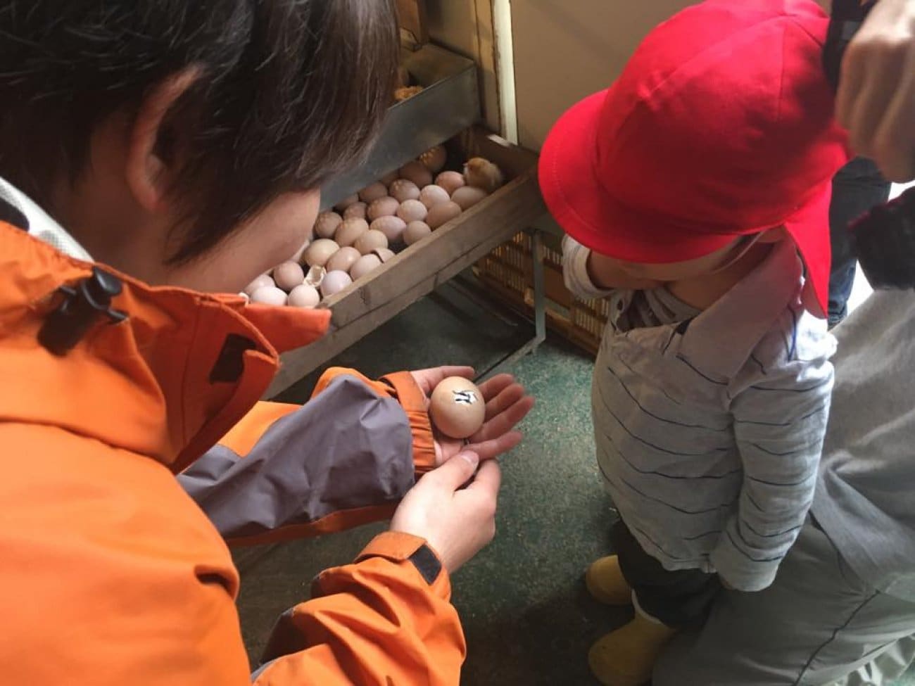 ひよこさん生まれるよ！