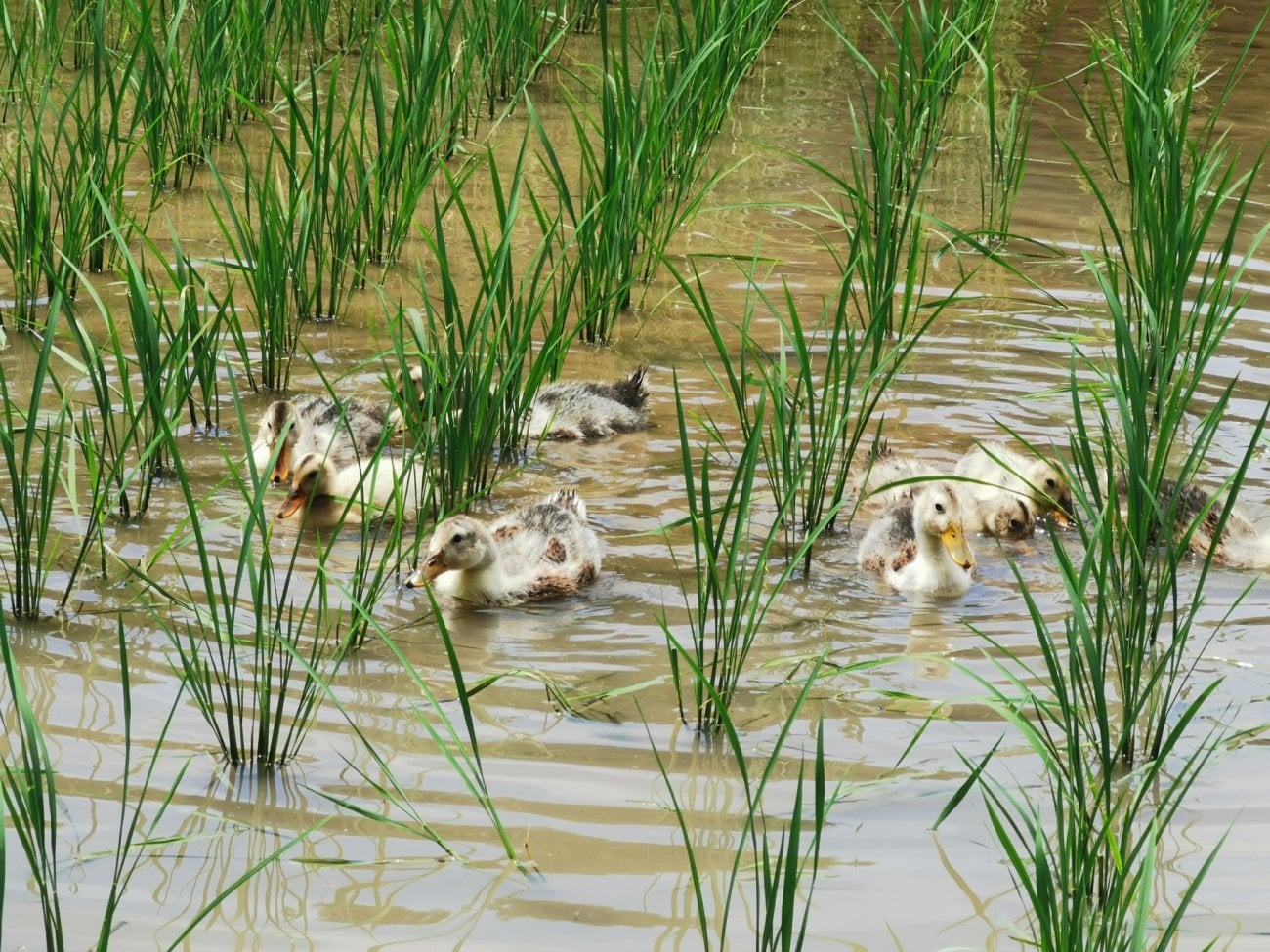 アイガモ部隊！