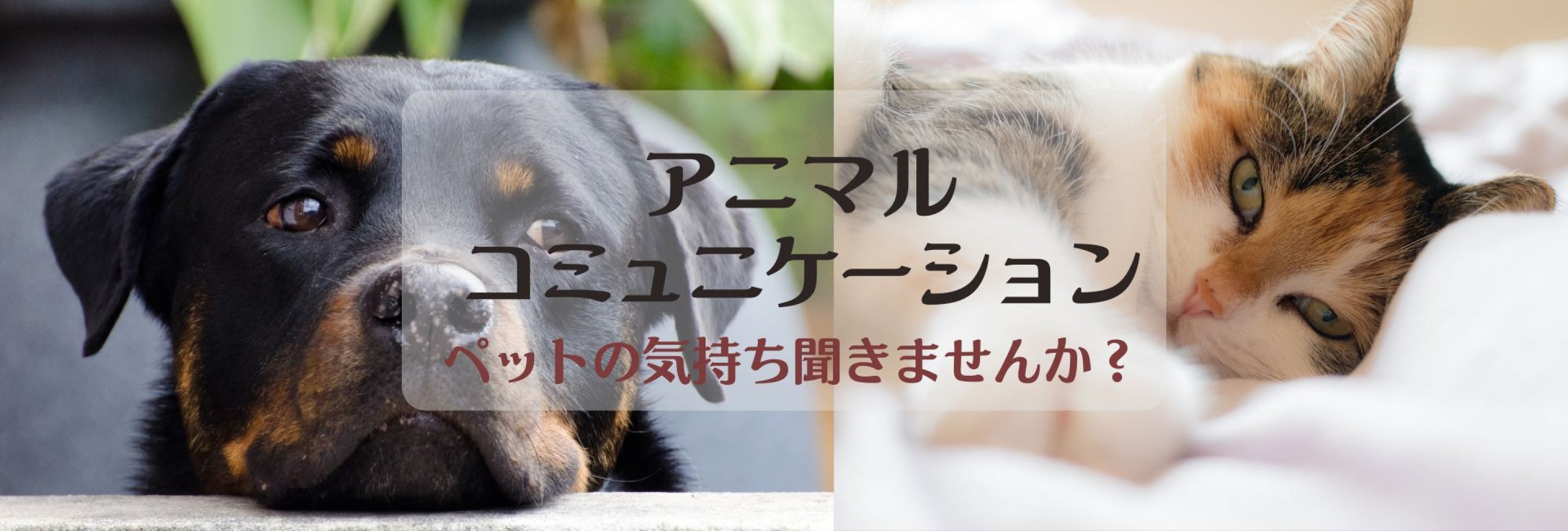 ツクツクHASUIRO〜はすいろ〜アニマルコミュニケーション