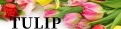 TULIP〜ちゅーりっぷ